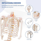 70.8" Life Size Human Anatomical Anatomy Skeleton Medical Model with Rolling Stand, Removable Parts, Poster & Dust Cover