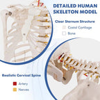 70.8" Life Size Human Anatomical Anatomy Skeleton Medical Model with Rolling Stand, Removable Parts, Poster & Dust Cover