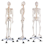 70.8" Life Size Human Anatomical Anatomy Skeleton Medical Model with Rolling Stand, Removable Parts, Poster & Dust Cover
