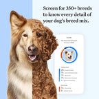 Wisdom Panel Essential Dog DNA Kit: Most Accurate Test for 365+ Breeds  30 Genetic Health Conditions  50+ Traits  Relatives  Ancestry �C 1 Pack