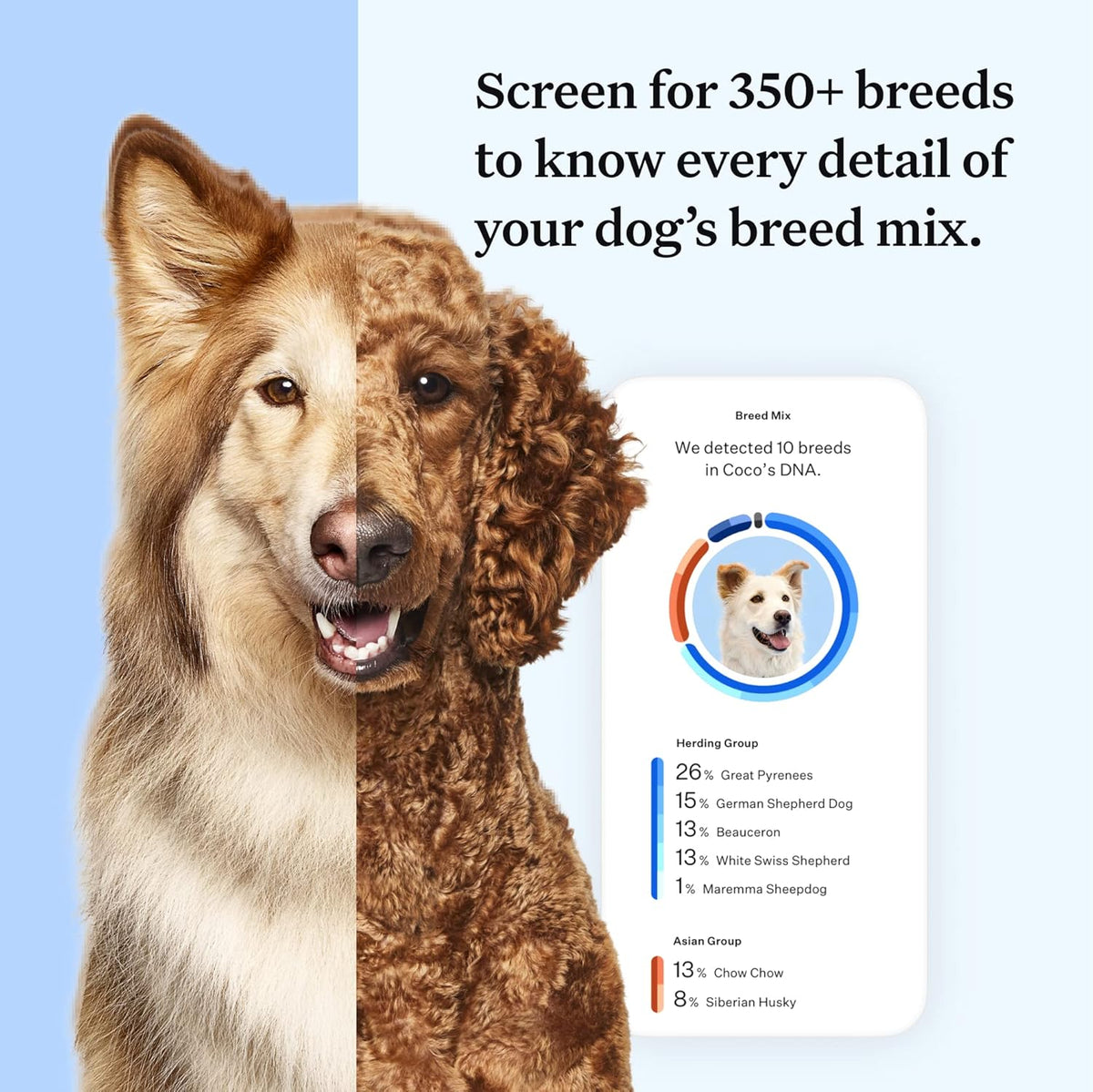Wisdom Panel Essential Dog DNA Kit: Most Accurate Test for 365+ Breeds  30 Genetic Health Conditions  50+ Traits  Relatives  Ancestry �C 1 Pack