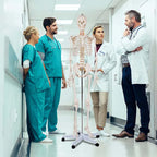 70.8" Life Size Human Anatomical Anatomy Skeleton Medical Model with Rolling Stand, Removable Parts, Poster & Dust Cover
