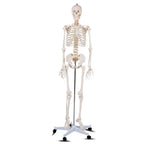 70.8" Life Size Human Anatomical Anatomy Skeleton Medical Model with Rolling Stand, Removable Parts, Poster & Dust Cover
