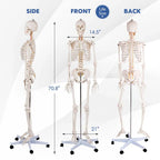 70.8" Life Size Human Anatomical Anatomy Skeleton Medical Model with Rolling Stand, Removable Parts, Poster & Dust Cover