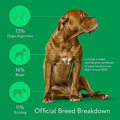 Dna My Dog Essential Test �?Breed ID Test Mixed Breed Identification Personality Traits for Puppies to Adult Dogs Non-Invasive Cheek Swab