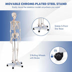 70.8" Life Size Human Anatomical Anatomy Skeleton Medical Model with Rolling Stand, Removable Parts, Poster & Dust Cover