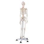 70.8" Life Size Human Anatomical Anatomy Skeleton Medical Model with Rolling Stand, Removable Parts, Poster & Dust Cover