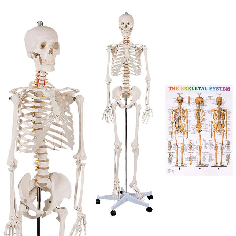70.8" Life Size Human Anatomical Anatomy Skeleton Medical Model with Rolling Stand, Removable Parts, Poster & Dust Cover