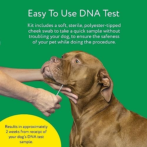 Dna My Dog Essential Test �?Breed ID Test Mixed Breed Identification Personality Traits for Puppies to Adult Dogs Non-Invasive Cheek Swab